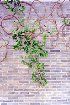 砖墙植物墙