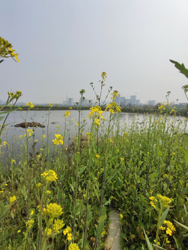 油菜花