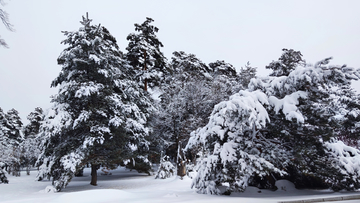 雪下森林