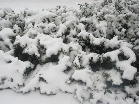 冬日雪景