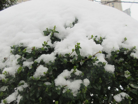 冬日雪景