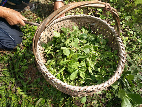 春日挖野菜