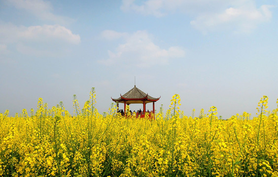 重庆潼南崇龛油菜花