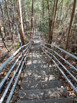 登山道