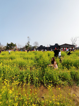 油菜花