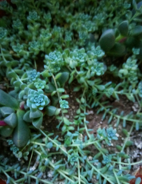 多肉植物