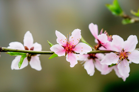 盛开桃花