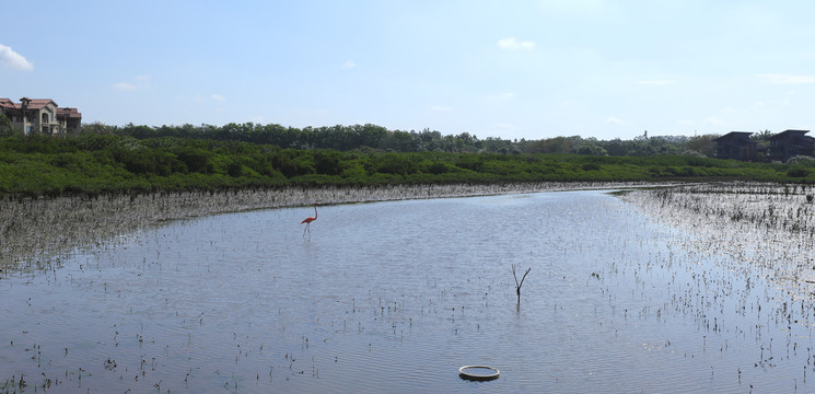 火烈鸟生态湿地