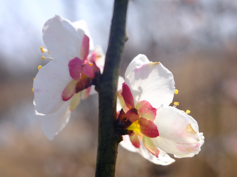 白梅花