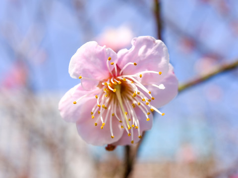 粉梅花