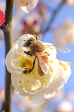 蜜蜂采蜜