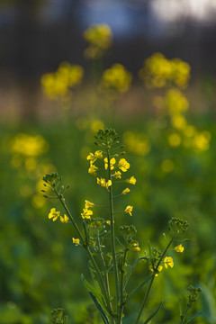 油菜花