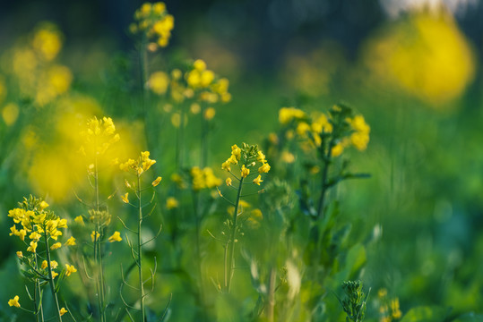 油菜花