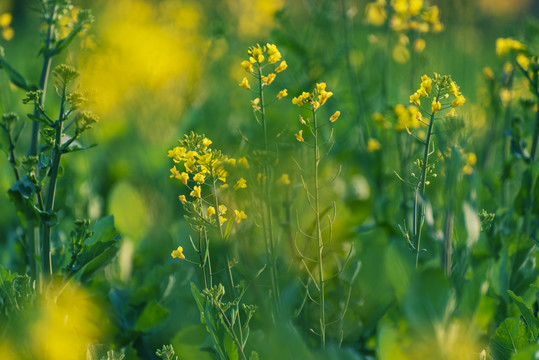 油菜花