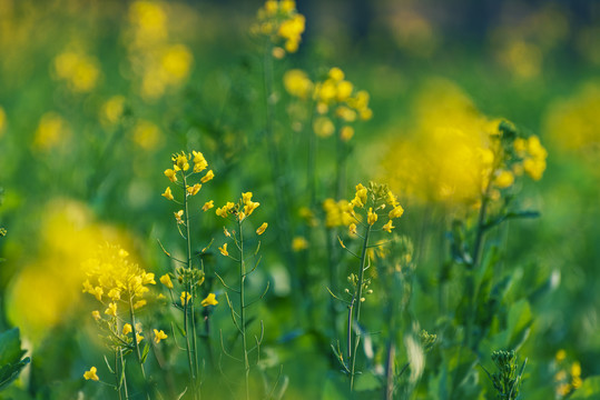 油菜花