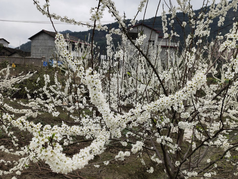 果林里的李花