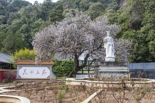 武定狮子山牡丹文化园樱花与塑像