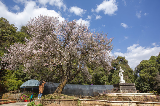 武定狮子山风景牡丹文化园与樱花