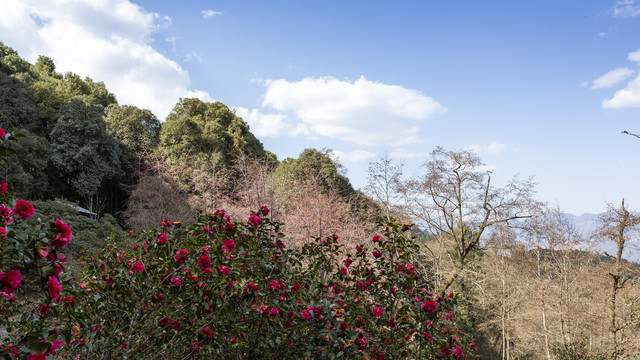 武定狮子山蓝天白云与茶花自然景