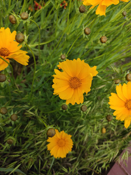 菊花金鸡菊