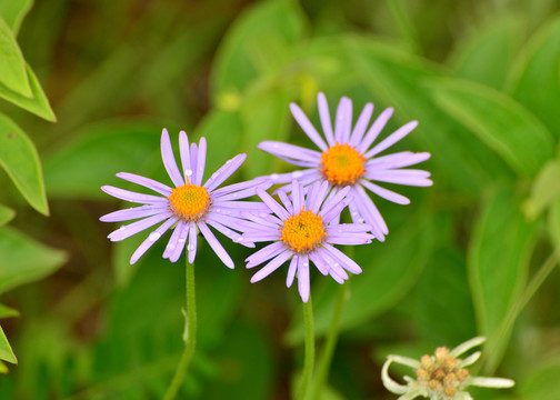 邹菊