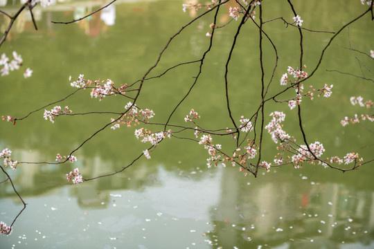 望月公园盛开的樱花