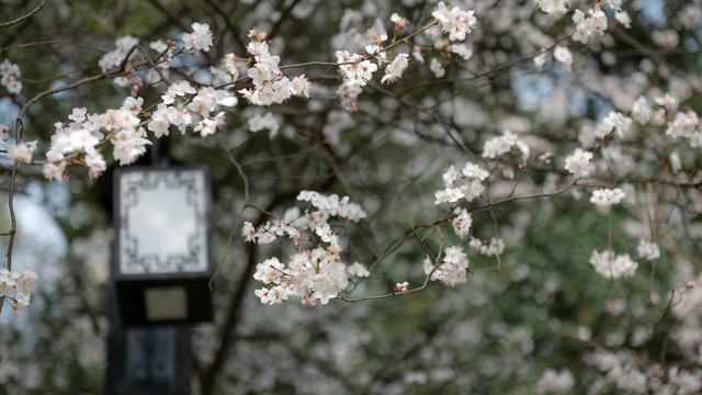 望月公园樱花