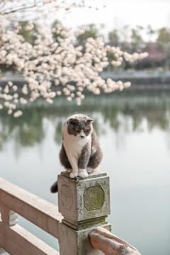 看樱花的英短蓝白猫
