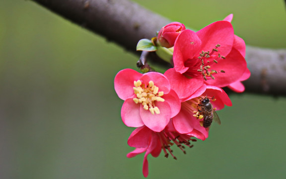 海棠与蜜蜂