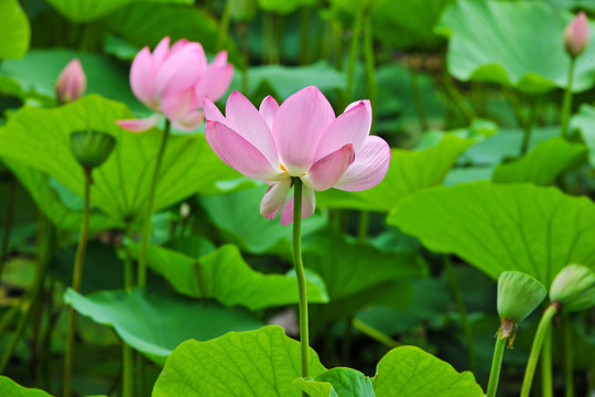 荷花素材