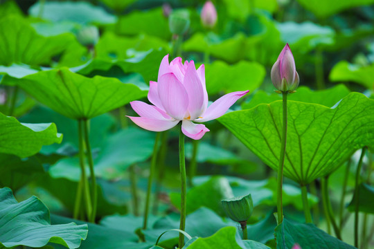 荷花素材