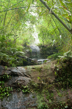 赤水竹林