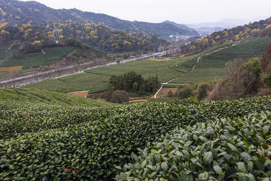 西湖龙井茶园