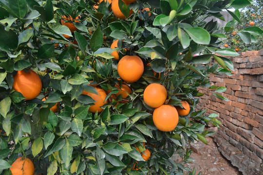 橙子果园