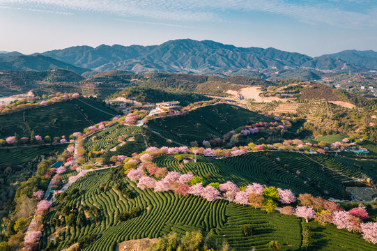 永福樱花茶园自然风景黄昏航拍