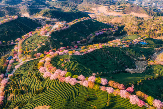 永福樱花茶园自然风景黄昏航拍