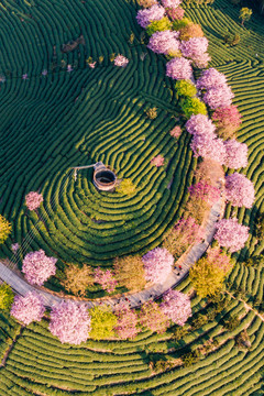 永福樱花茶园自然风景黄昏航拍