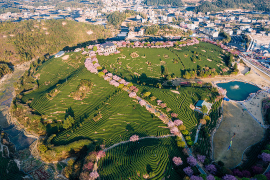 永福樱花茶园自然风景黄昏航拍