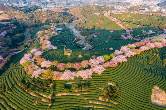 永福樱花茶园自然风景黄昏航拍