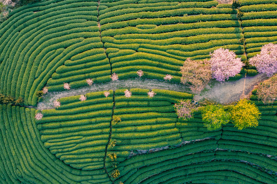 永福樱花茶园自然风景黄昏航拍