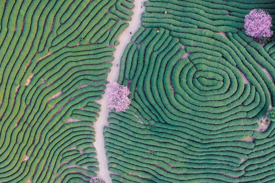 永福樱花茶园自然风景黄昏航拍