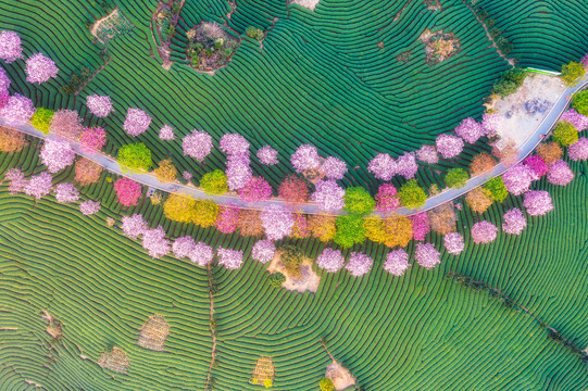 永福樱花茶园自然风景黄昏航拍