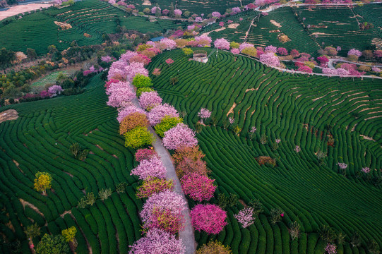 永福樱花茶园自然风景清晨航拍