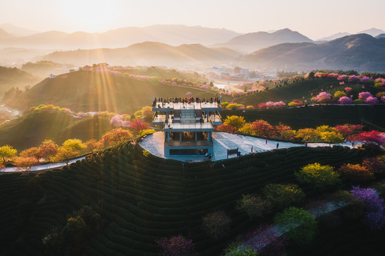 永福樱花茶园自然风景日出航拍