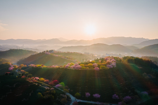 永福樱花茶园自然风景日出航拍