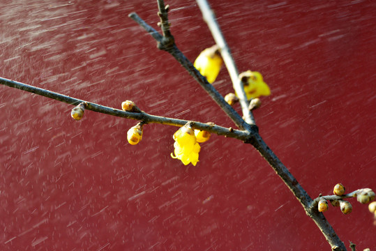 雨中腊梅