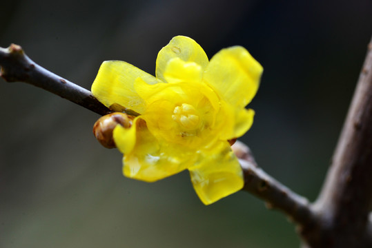 一朵腊梅花