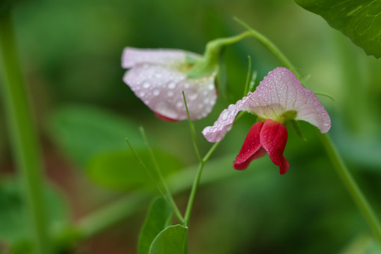 碗豆花