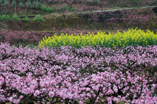 桃花园