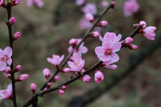 桃花